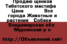 Продаю щенков Тибетского мастифа › Цена ­ 45 000 - Все города Животные и растения » Собаки   . Владимирская обл.,Муромский р-н